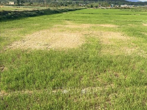 Theo Chi cục Trồng trọt và Bảo vệ thực vật tỉnh Quảng Trị, trên địa bàn hiện có hơn 1.170 ha lúa bị thiếu nước và hơn 36 ha bị ảnh hưởng do xâm nhập mặn. Ảnh: Thanh Thủy/TTXVN
