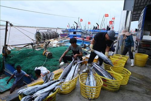 Tàu đang chuẩn bị vào bến tại cảng cá Ninh Cơ để tránh trú bão.