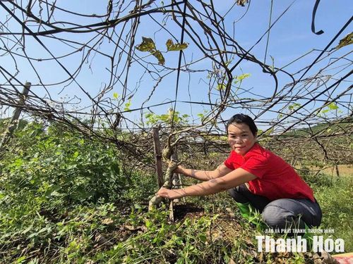Mô hình trồng sắn dây cho hiệu quả tại thôn 3, xã Xuân Du.
