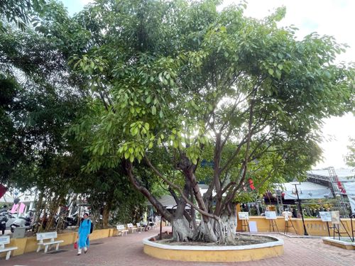 Cây đa ở đình Nại Nam. Ảnh: Hà Xuyên Khê