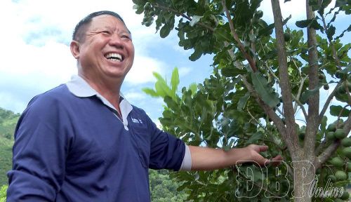 Anh Mùa A Lầu, bản Hua Sa, xã Quài Tở phấn khởi với vụ quả mắc ca đầu tiên.