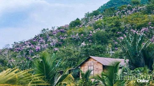 Mùa bằng lăng về trên những triền núi Mỹ Sơn.