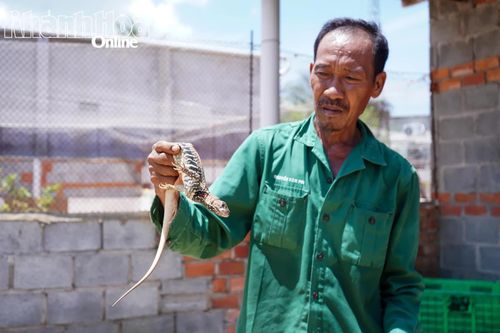 Người dân thôn Hòa Thủy có thu nhập ổn định từ nghề nuôi dông.