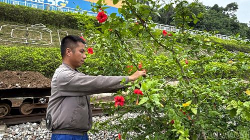 Anh Nguyễn Xuân Quỳnh, công nhân Cung đường Lào Cai, Công ty Cổ phần Đường sắt Yên Lào chăm chút đường hoa.