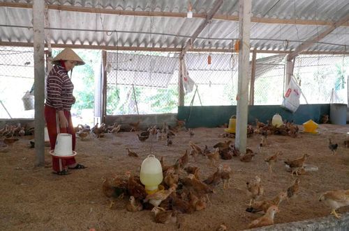 Gia đình bà Nguyễn Thị Thúy duy trì đàn gà theo hướng chăn nuôi an toàn, tạo nguồn thu ổn định - Ảnh: C.M