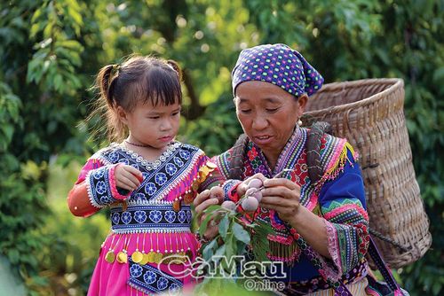 Nhờ trồng mận, đời sống người dân nơi đây được nâng lên đáng kể.