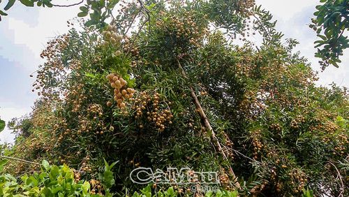 Dù thời tiết nắng hạn làm giảm năng suất, nhiều vườn nhãn tại phường Hiệp Thành vẫn cho trái trĩu cành nhờ kinh nghiệm chăm sóc lâu năm của người dân.