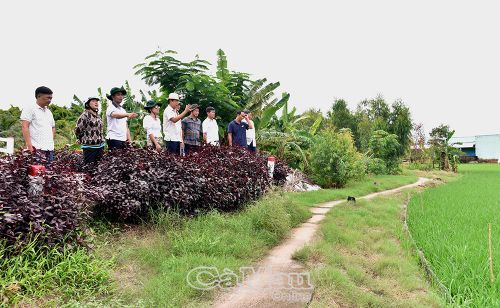  Đoàn khảo địa điểm làm ao trồng hoa sen, hoa súng trên ruộng lúa tại ấp Thông Lưu, xã Vĩnh Lợi.
