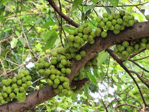Cây sung cần ánh sáng tốt để phát triển. Ảnh minh họa.
