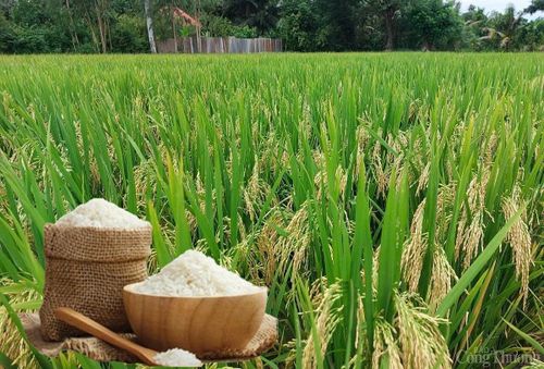 Giá lúa gạo trong nước giữ ổn định. (Ảnh minh họa: Báo Công Thương)