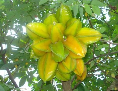 Việc trồng cây sai vị trí không những không mang lại may mắn mà còn có thể gây ra những tác động tiêu cực.