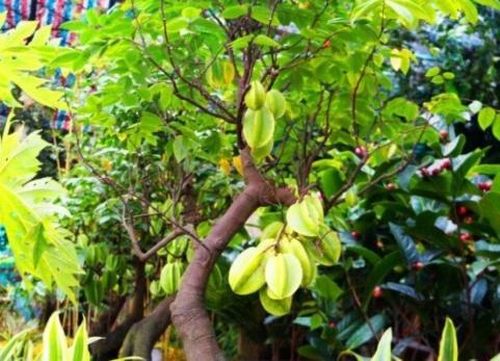 Thường xuyên loại bỏ những cành khô, lá úa, cành mọc um tùm che khuất ánh sáng.