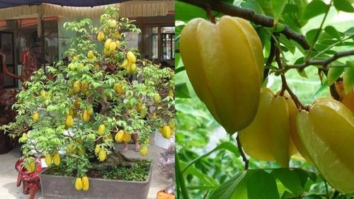 Việc lựa chọn cây phong thủy hợp mệnh là một yếu tố rất quan trọng để tối ưu hóa nguồn năng lượng tốt.