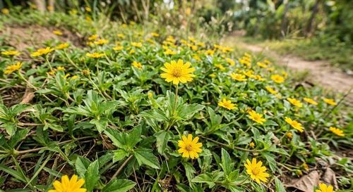 Sài đất cùng các vị thuốc nam khác hỗ trợ điều trị bệnh trĩ độ 1, độ 2.