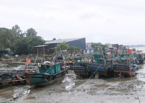 Tàu, thuyền tập kết tránh trú bão tại Móng Cái, Quảng Ninh. Ảnh: Văn Đức - TTXVN