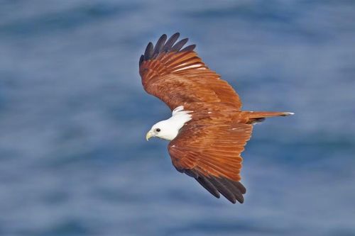 Ảnh: birdsoftheworld