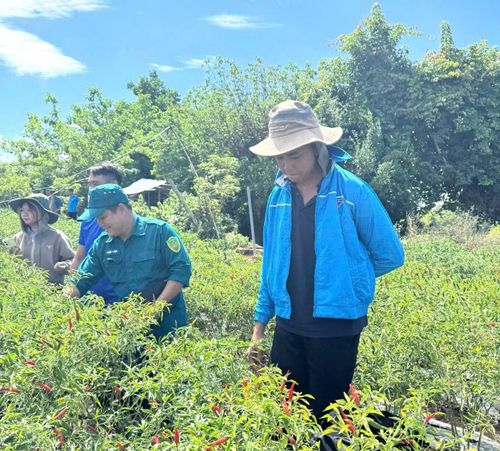 Anh Sơn chia sẻ về mô hình trồng ớt.