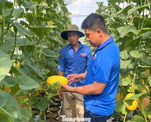 Anh Hiếu (trái) chia sẻ về mô hình dưa lưới.