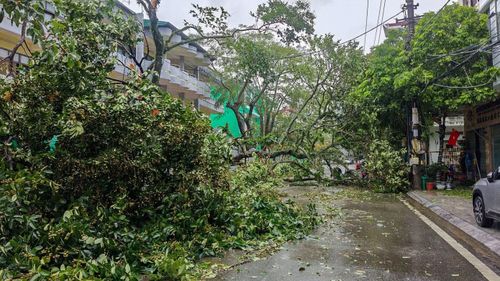  Ghi nhận của PV Báo Tiền Phong, cây đổ nằm ngổn ngang trên đường kéo theo làm đứt dây điện khiến các phường Móng Cái 1, 2, 3 mất điện toàn bộ. 
