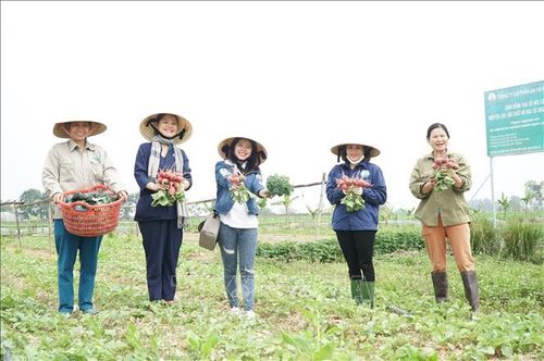 Mô hình du lịch xanh, du lịch nông nghiệp tại huyện Diễn Châu. Ảnh: Bích Huệ/TTXVN