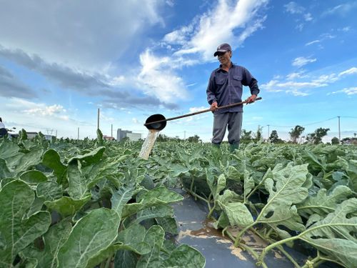 Giữa cánh đồng tháng sáu, những giấc mơ về mùa trái ngọt được vun đắp từ sự bền bỉ của người lao động. Ảnh: KHÁNH NGỌC