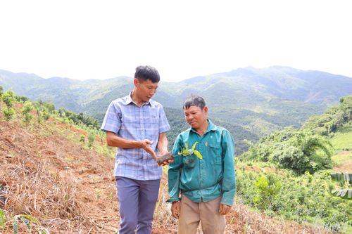 Cán bộ chuyên môn xã hướng dẫn người dân cách trồng, chăm sóc cây cà phê non.