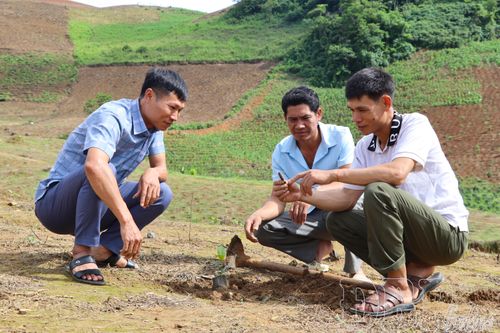 Cán bộ Trung tâm Dịch vụ tổng hợp xã Chiềng Sinh hướng dẫn người dân đào, bắt dế, bảo vệ các diện tích cà phê mới trồng.