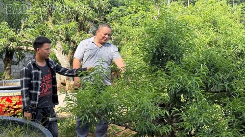 Cây đào mang lại thu nhập cao cho gia đình anh Mười.
