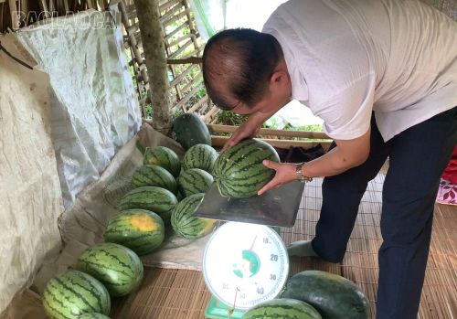 Dưa hấu trồng ở xã Thượng Hà cho quả đẹp, chất lượng cao.