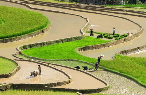 Để chiêm ngưỡng trọn vẹn vẻ đẹp “vạn ánh gương” này, du khách thường tìm đến Mù Cang Chải vào khoảng tháng 6 và tháng 7 hằng năm.