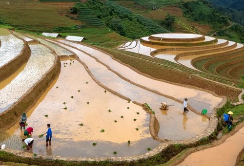 Du khách có thể hòa mình vào cuộc sống thường nhật của người dân tộc nơi đây. Mọi người có thể tham gia vào quá trình cấy lúa thủ công, trò chuyện và tìm hiểu về văn hóa truyền thống đặc sắc của đồng bào Mông cũng như tìm hiểu về kiệt tác thiên nhiên ruộng bậc thang.