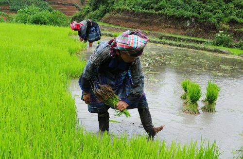 Mùa nước đổ cũng là thời điểm đồng bào Mông ở Mù Cang Chải bắt đầu vào vụ cấy lúa mới.