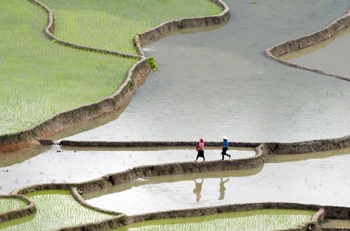 Mùa này, Mù Cang Chải không chỉ thu hút du khách bởi vẻ đẹp thị giác mà còn mang đến những trải nghiệm văn hóa độc đáo như treckking mùa nước đổ, ghi lại những khoảnh khắc bên Danh thắng quốc gia đặc biệt Ruộng bậc thang.
