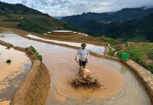 Mùa nước đổ cũng là thời điểm người dân Mù Cang Chải bận rộn, tất bật với lao động, sản xuất vụ mùa.