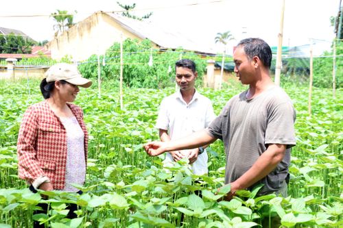 Với vai trò là Tổ trưởng tổ dân phố Tà Nung 2, anh Cil Ha Phước đã mạnh dạn đưa nhiều cây trồng áp dụng tại địa phương