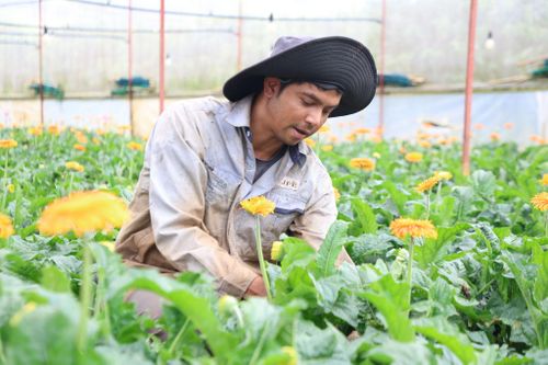 Ngoài cây cắt cành, cây cắt lá, hiện nay nhiều hộ dân tại tổ dân phố Tà Nung 2 đã có thu nhập ổn định nhờ trồng hoa