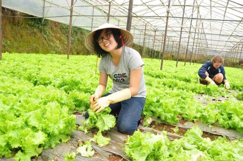 Du khách trải nghiệm du lịch canh nông tại khu vực Đà Lạt (Ảnh: Tuấn Linh)