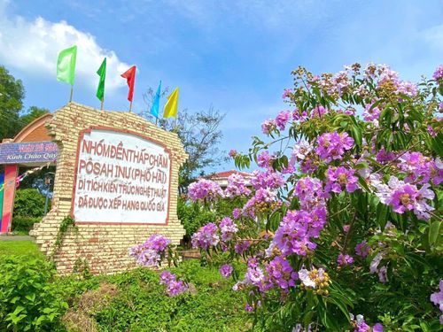 Sắc hoa tươi tắn đan xen bên không gian khu di tích lịch sử quốc gia tháp cổ Pô Sah Inư.