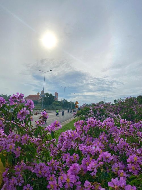 Sắc tím bằng lăng dệt nên tấm áo lãng mạn dọc cung đường du lịch những ngày đầu tháng 7