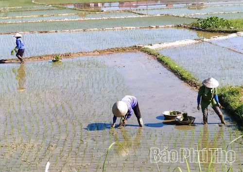 Nông dân xã Thanh Sơn cấy trà Mùa trung.