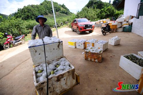 Nông dân xã Phiêng Khoài vận chuyển lê đến điểm tập kết.