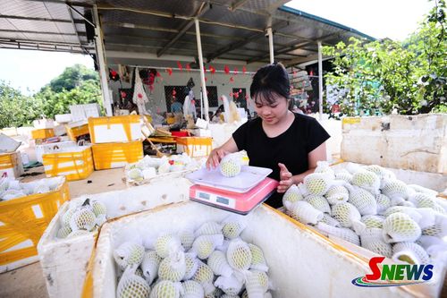 Người dân phân loại, đóng gói lê Tai Nung để vận chuyển đi các tỉnh, thành.