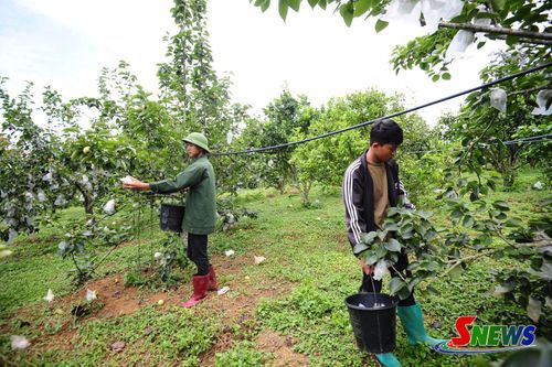 Cây lê Tai Nung giúp nhiều hộ dân tại xã Phiêng Khoài nâng cao thu nhập.