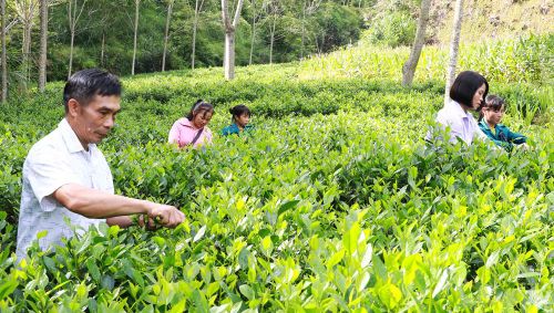 Người dân thôn Bản Lài, xã Thượng Minh thu hoạch chè.