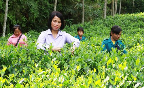 Xã Thượng Minh có nhiều lợi thế để phát triển cây chè.