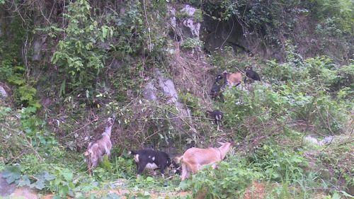 Sau 7 tháng chăn nuôi, đàn dê của ông Đàm Văn Thông, xóm Hòa Mục, xã Trường Hà đã bắt đầu sinh sản, phát triển tốt.