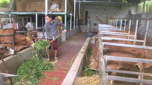 Anh Hoàng Văn Vũ cũng ở xóm Bản Bó vay 200 triệu đồng từ chương trình giải quyết việc làm của ngân hàng CSXH để đầu tư xây dựng chuồng trại nuôi bò võ béo