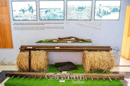Ách trâu và chiếc cày, chiếc trục giúp xới đất, bừa, làm nhỏ và san phẳng đất, chuẩn bị cho việc gieo sạ vụ mùa mới.