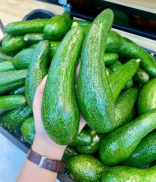 Bơ là một loại quả rất tốt cho sức khẻo nên cứ vào mùa nhiều người lại mua về làm các món ăn giải nhiệt. Tuy nhiên, nếu không cẩn thận bạn sẽ mua phải bơ tẩm hóa chất để chín ép.