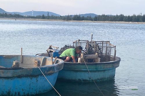 Những chiếc Bóng được xếp đầy trên thúng sau khi đưa từ biển vào bờ.